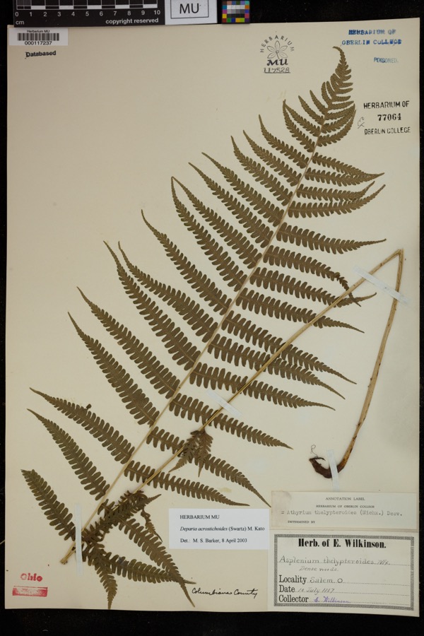 Specimen of Deparia acrostichoides (Sw.) M.Kato
