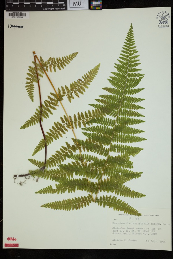 Specimen of Dennstaedtia punctilobula (Michx.) T.Moore