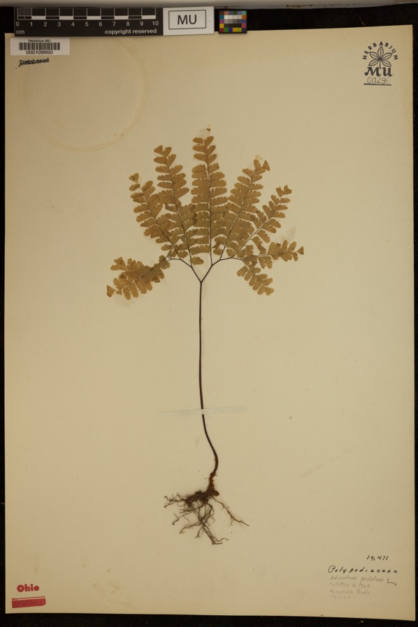 Specimen of Adiantum pedatum L.