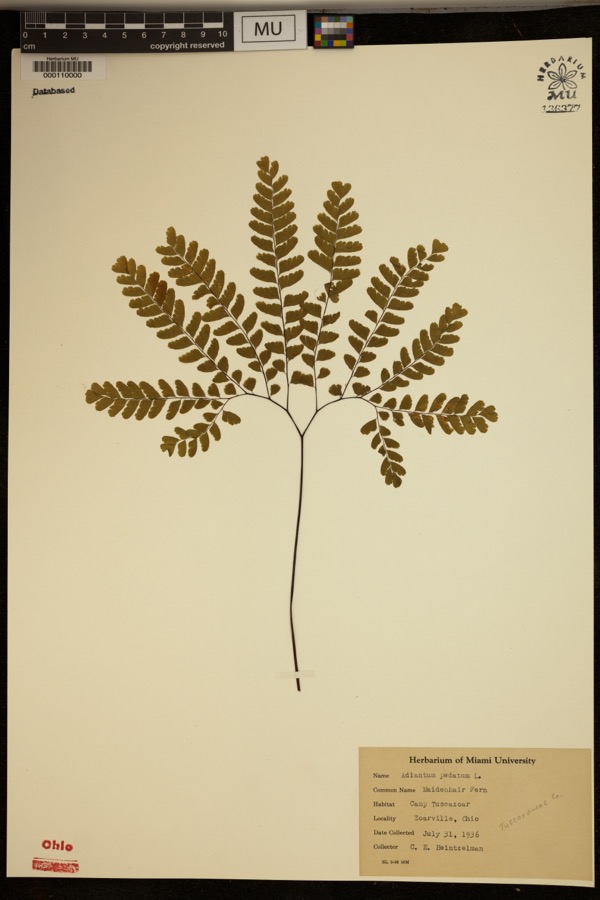 Specimen of Adiantum pedatum L.