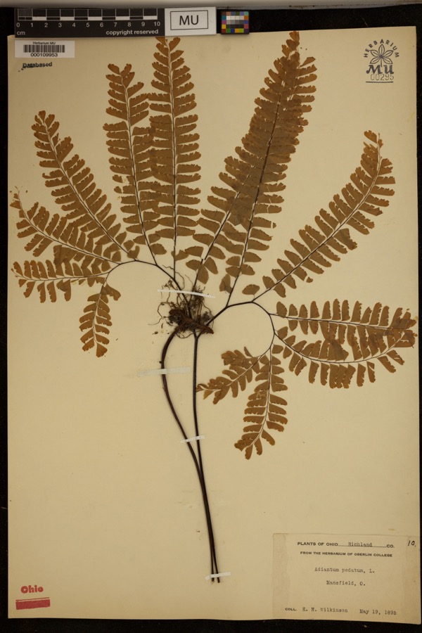 Specimen of Adiantum pedatum L.