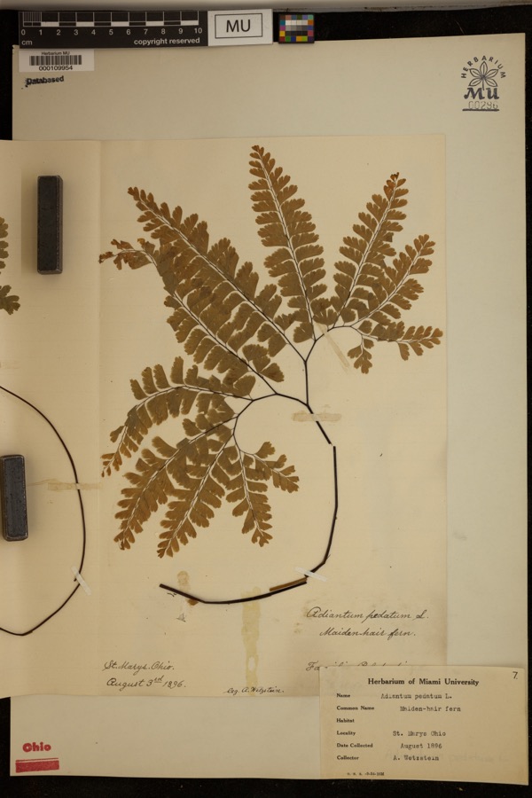 Specimen of Adiantum pedatum L.