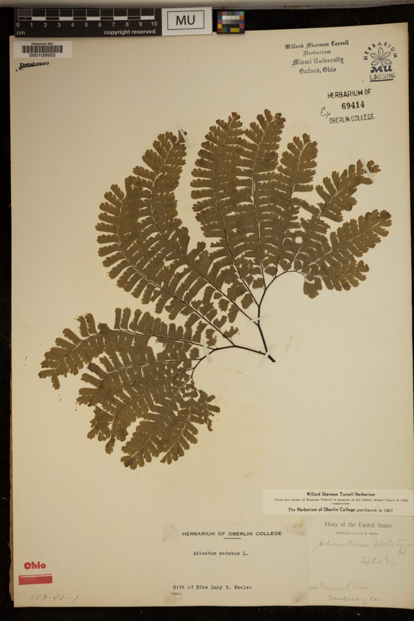 Specimen of Adiantum pedatum L.