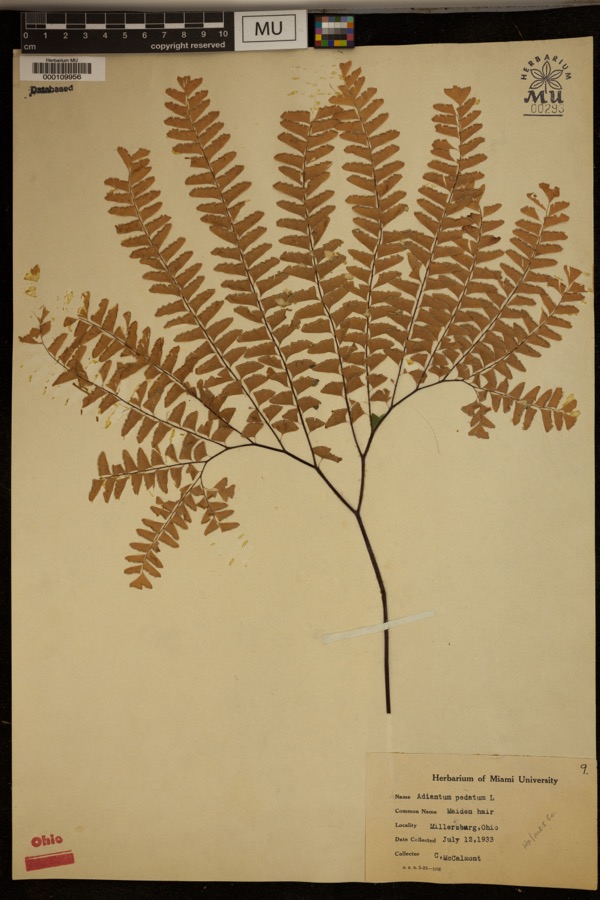 Specimen of Adiantum pedatum L.