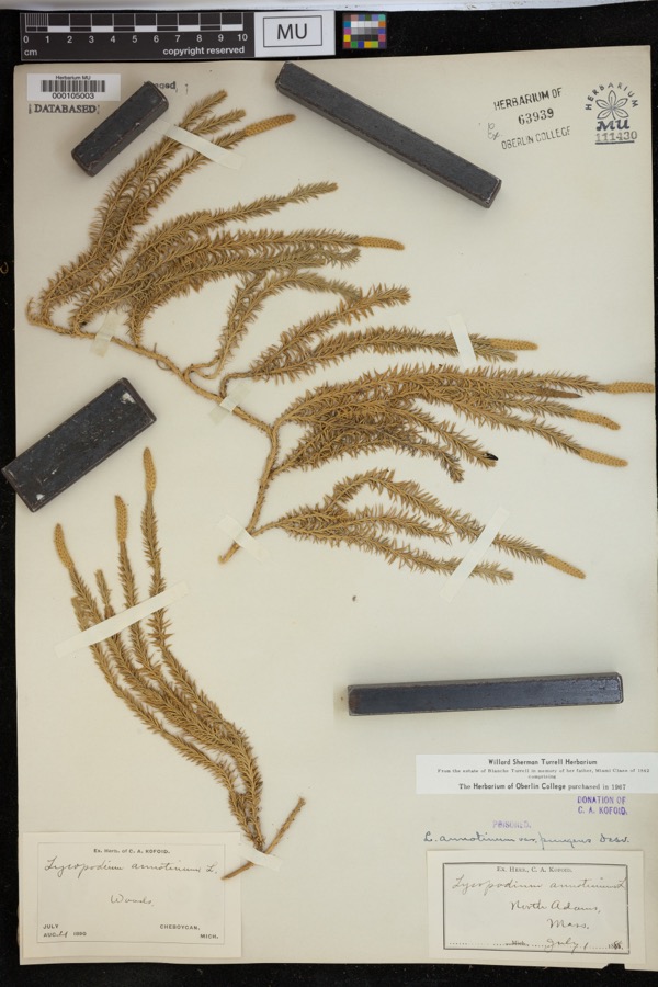 Specimen of Lycopodium annotinum var. pungens (Desv.) La Pylaie ex Desv.