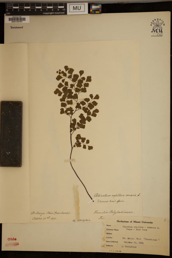 Specimen of Adiantum capillus-veneris L.