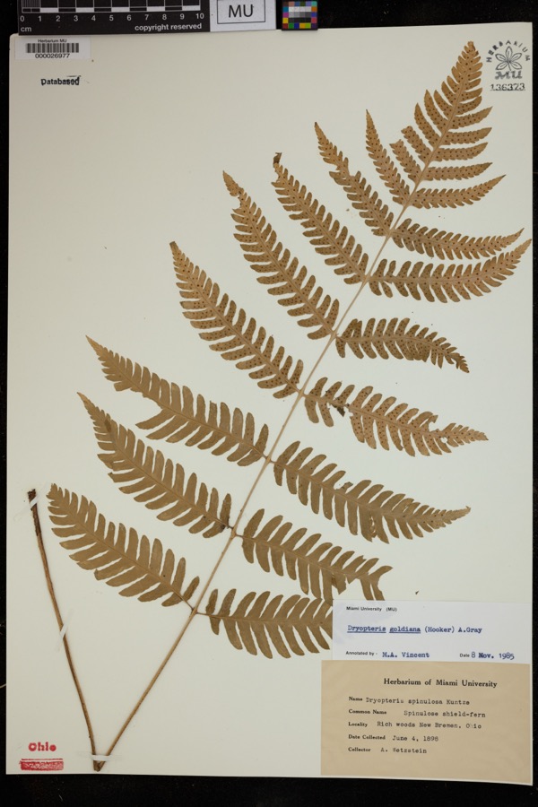 Specimen of Dryopteris goldiana (Hook. ex Goldie) A.Gray