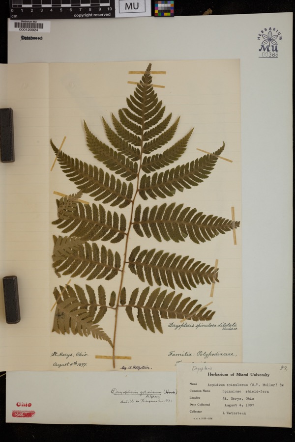 Specimen of Dryopteris goldiana (Hook. ex Goldie) A.Gray
