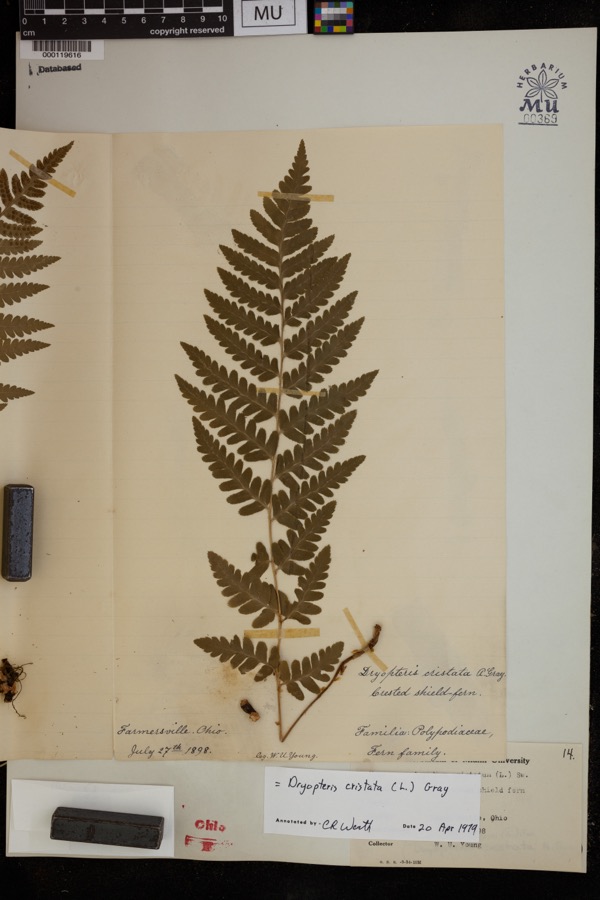 Specimen of Dryopteris cristata (L.) A.Gray