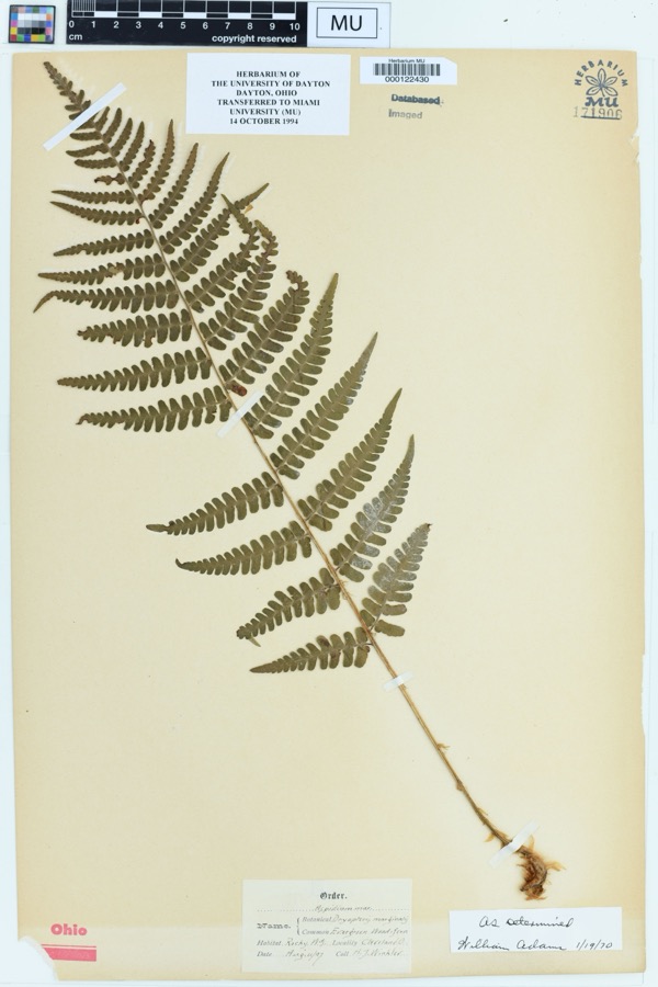 Specimen of Dryopteris marginalis (L.) A.Gray