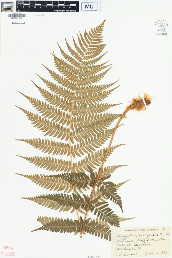 Specimen of Dryopteris marginalis (L.) A.Gray