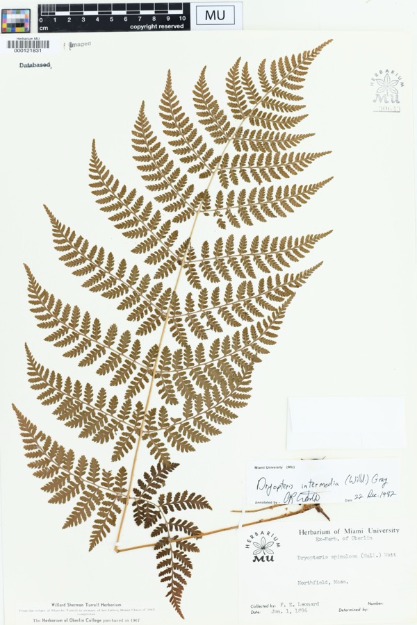 Specimen of Dryopteris intermedia (Muhl. ex Willd.) A.Gray