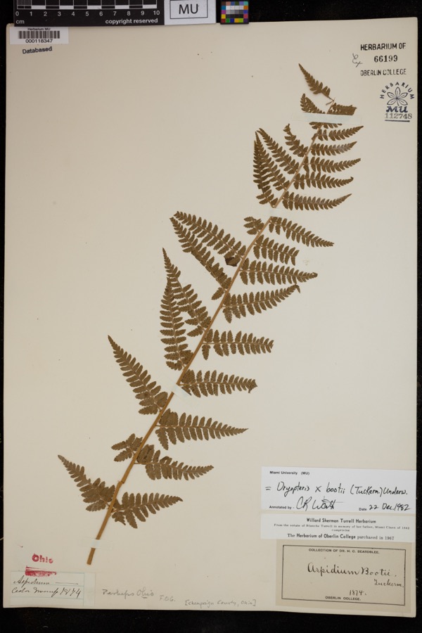 Specimen of Dryopteris × boottii (Tuck.) Underw.
