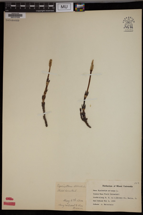 Specimen of Equisetum arvense L.