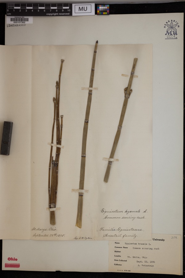 Specimen of Equisetum hyemale L.