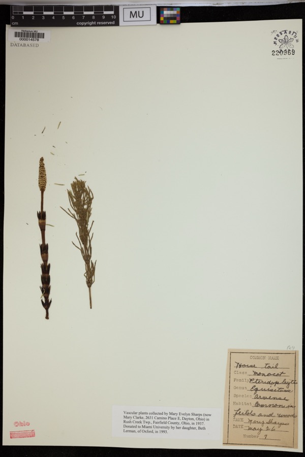 Specimen of Equisetum arvense L.