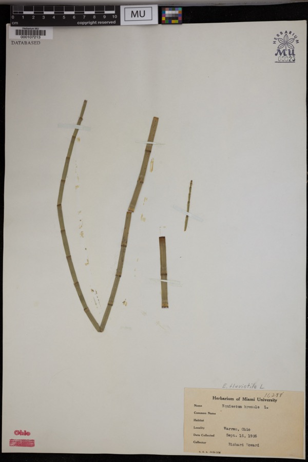 Specimen of Equisetum fluviatile L.