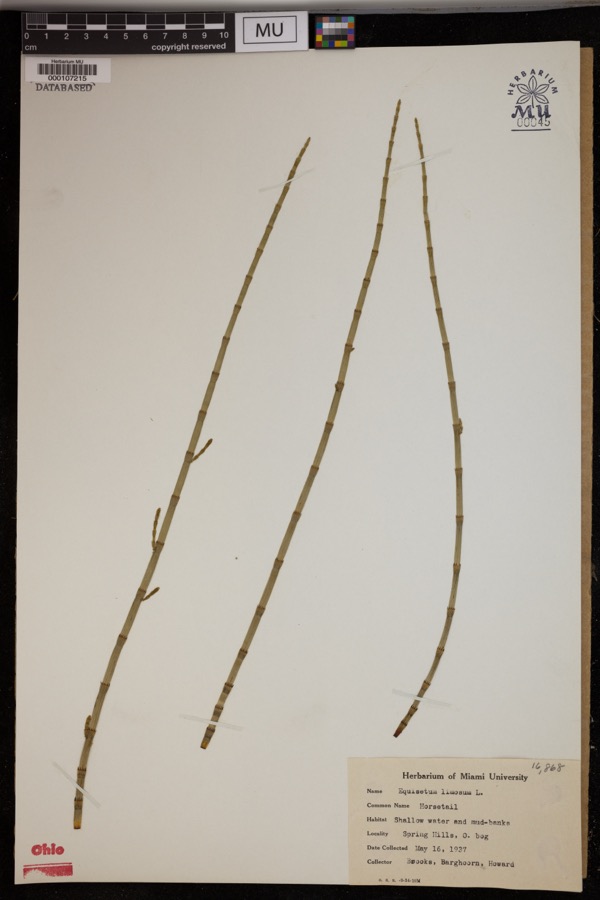Specimen of Equisetum limosum L.