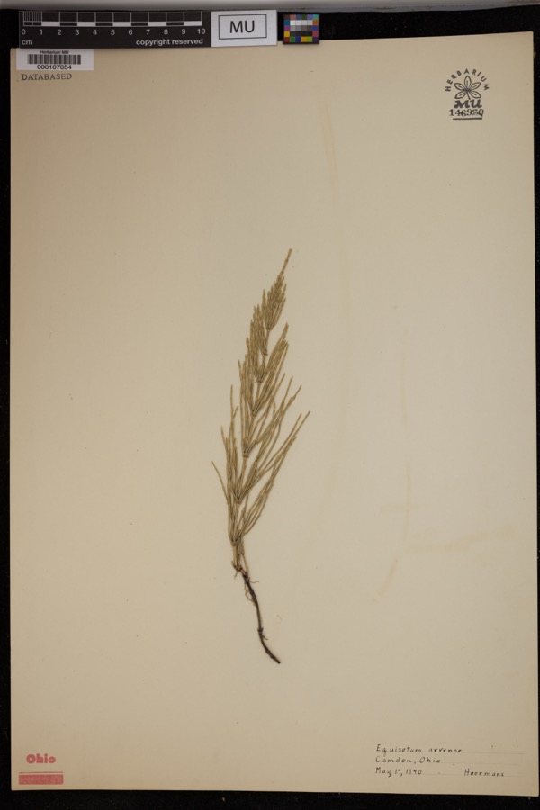 Specimen of Equisetum arvense L.