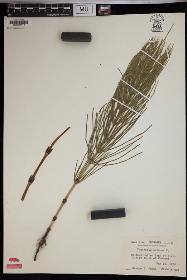Specimen of Equisetum arvense L.
