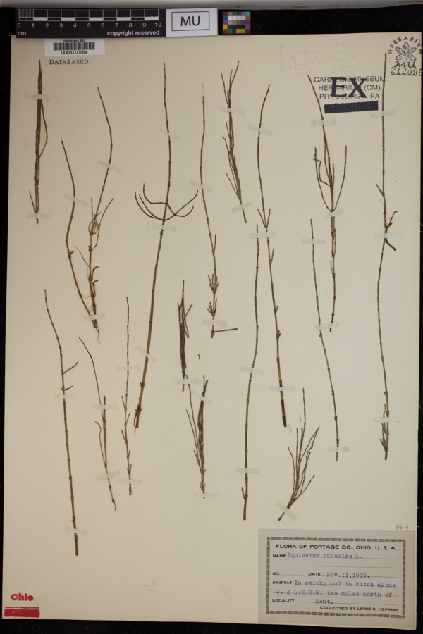 Specimen of Equisetum palustre L.