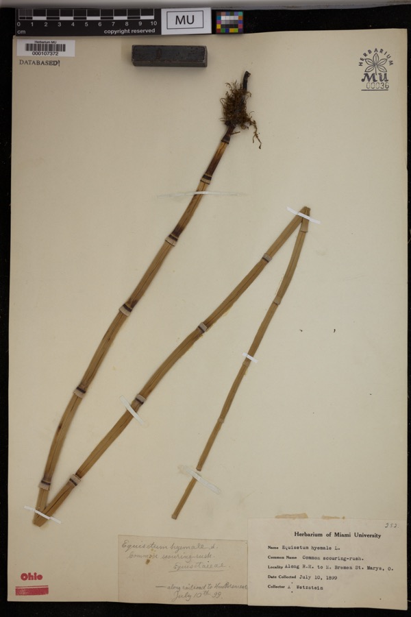 Specimen of Equisetum hyemale L.