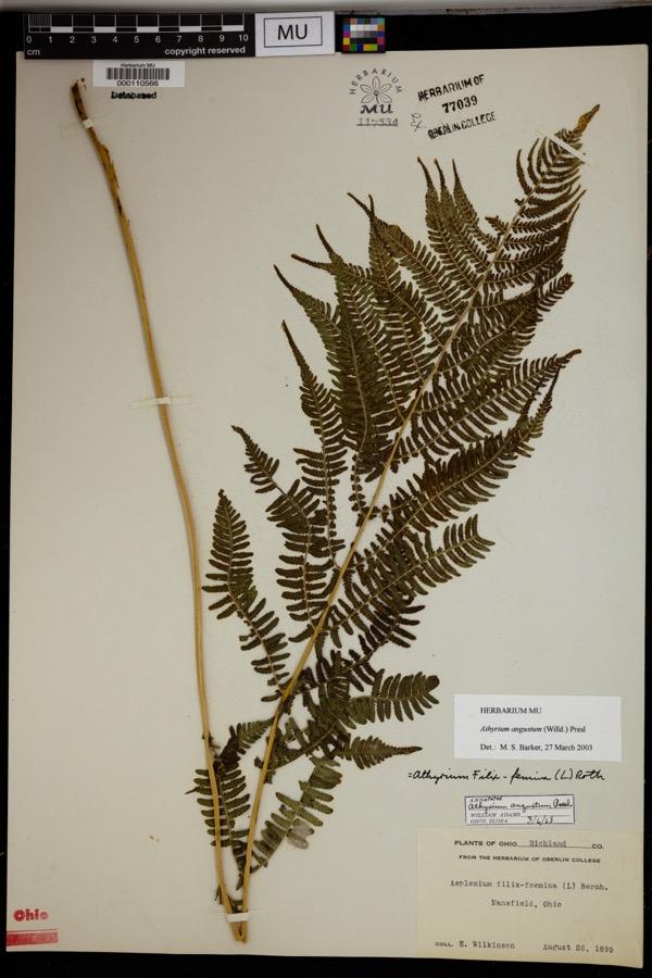 Specimen of Athyrium angustum (Willd.) C.Presl