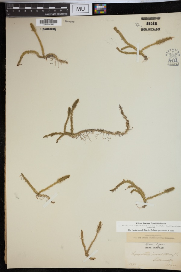 Specimen of Lycopodiella inundata (L.) Holub