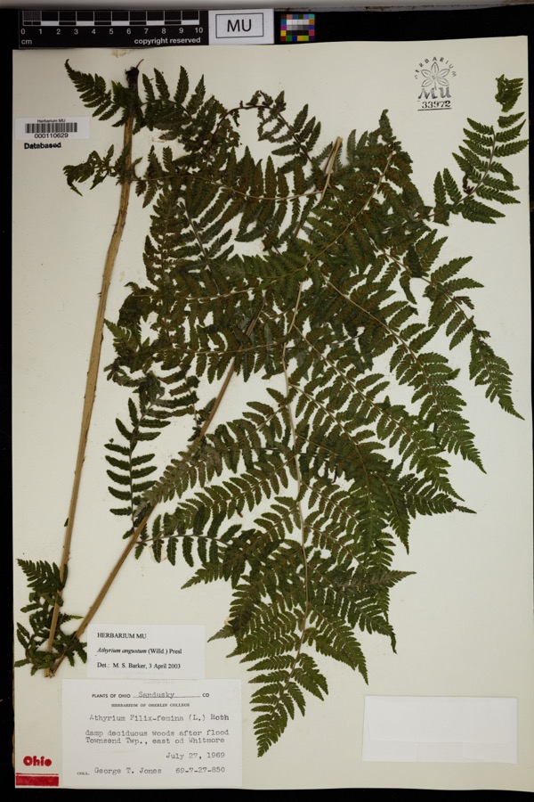 Specimen of Athyrium angustum (Willd.) C.Presl