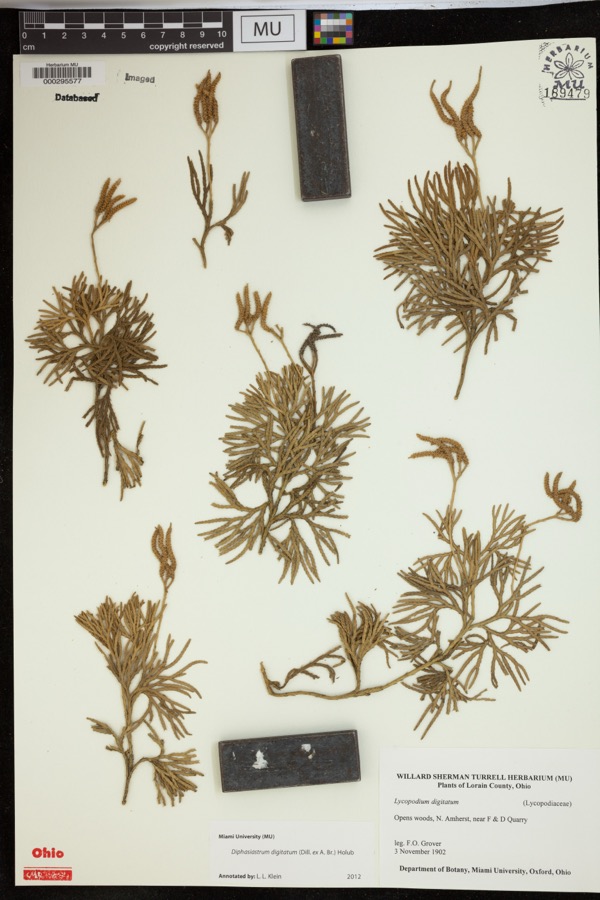 Specimen of Diphasiastrum digitatum (Dill. ex A.Braun) Holub
