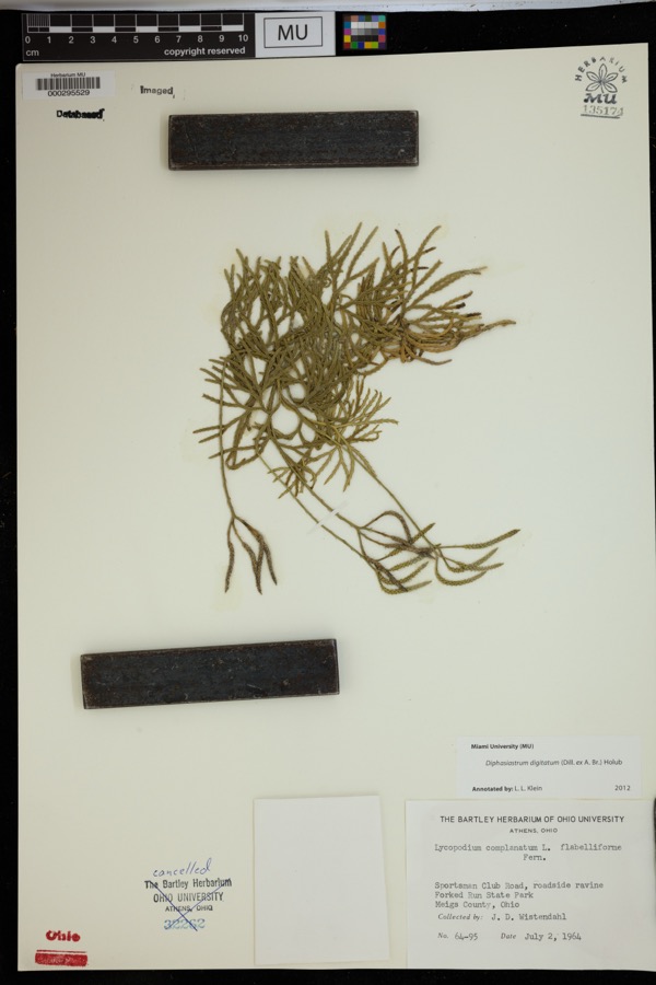 Specimen of Diphasiastrum digitatum (Dill. ex A.Braun) Holub