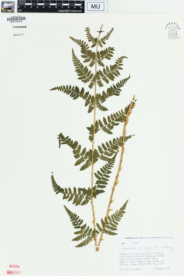 Specimen of Dryopteris × triploidea Wherry