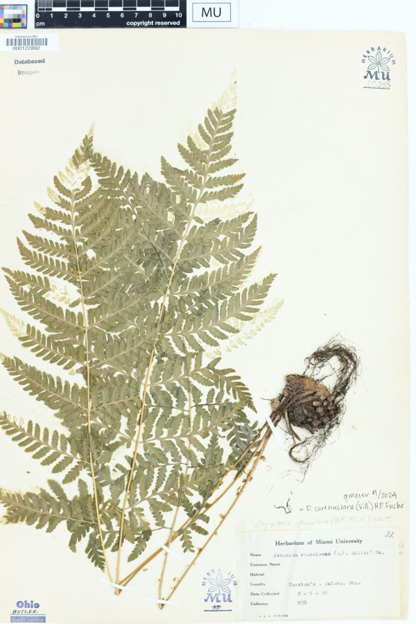 Specimen of Dryopteris spinulosa (O.F.Müll.) Watt