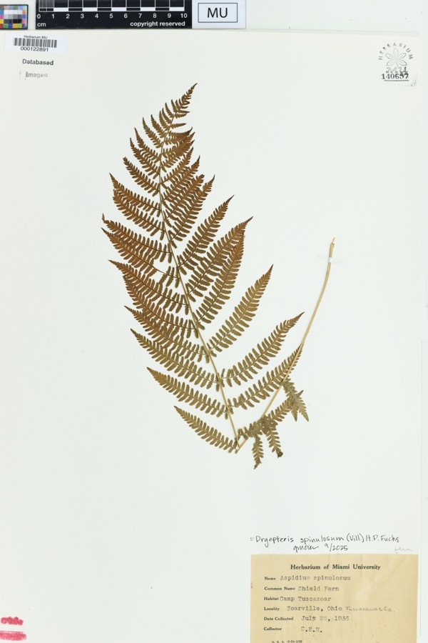 Specimen of Dryopteris spinulosa (O.F.Müll.) Watt
