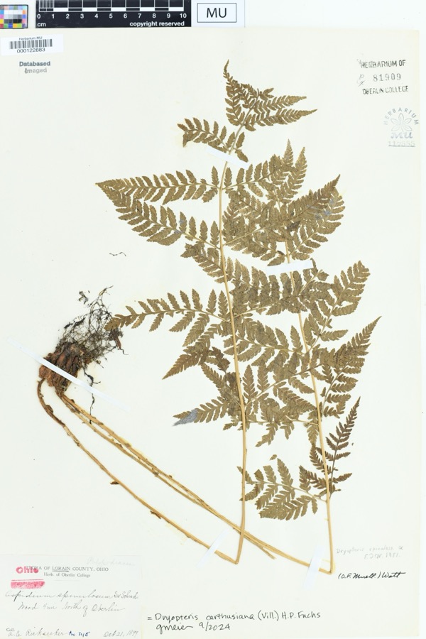 Specimen of Dryopteris spinulosa (O.F.Müll.) Watt