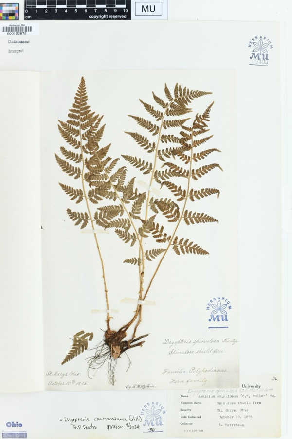 Specimen of Dryopteris spinulosa (O.F.Müll.) Watt