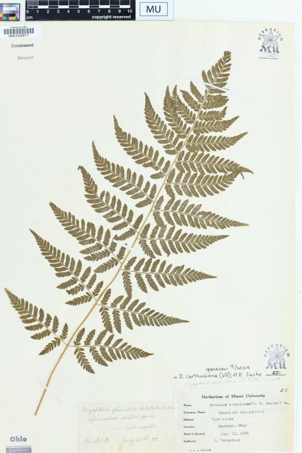 Specimen of Dryopteris spinulosa (O.F.Müll.) Watt