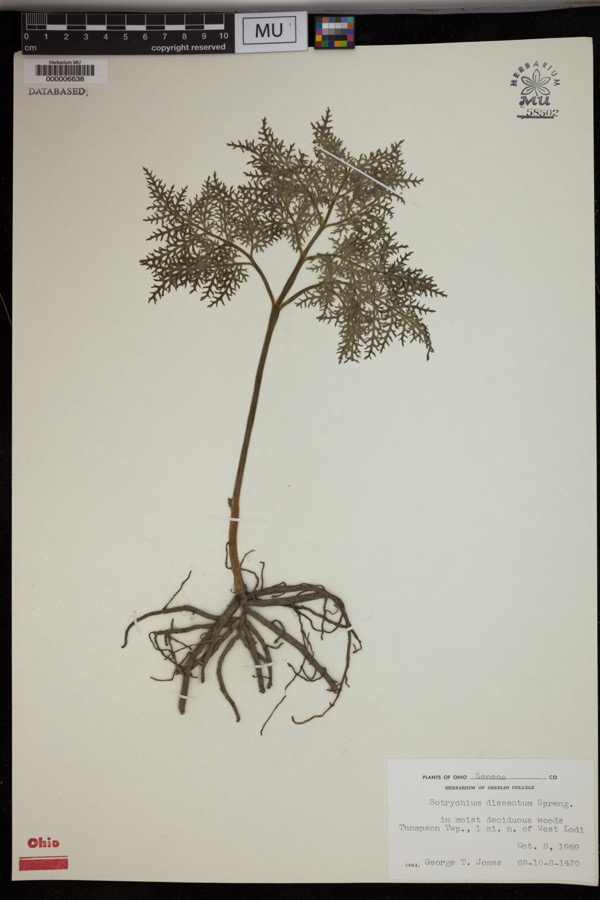 Specimen of Botrychium dissectum Spreng.