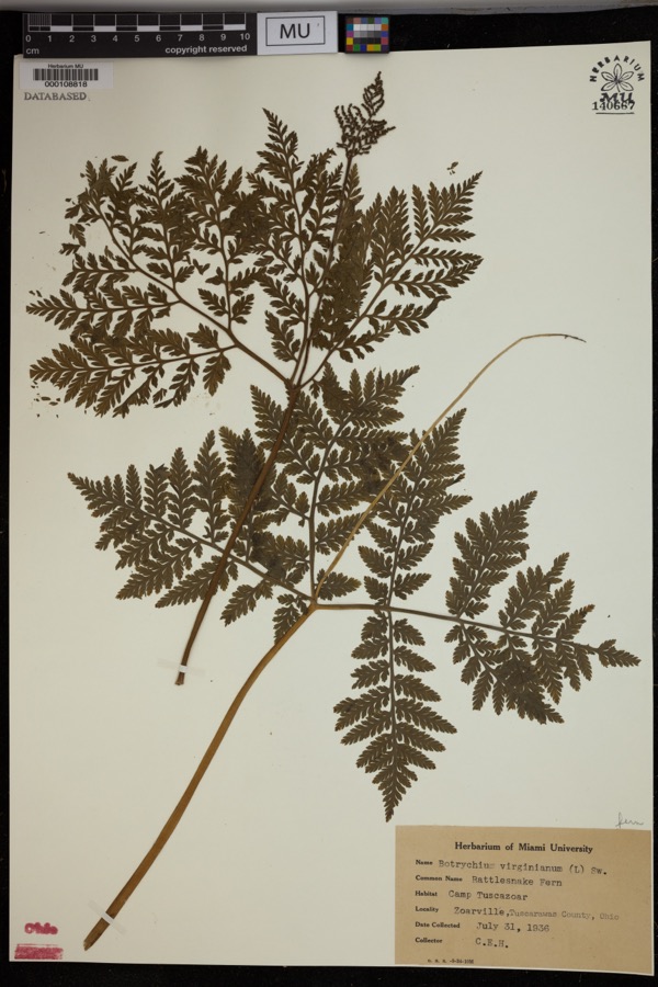Specimen of Botrychium virginianum (L.) Sw.