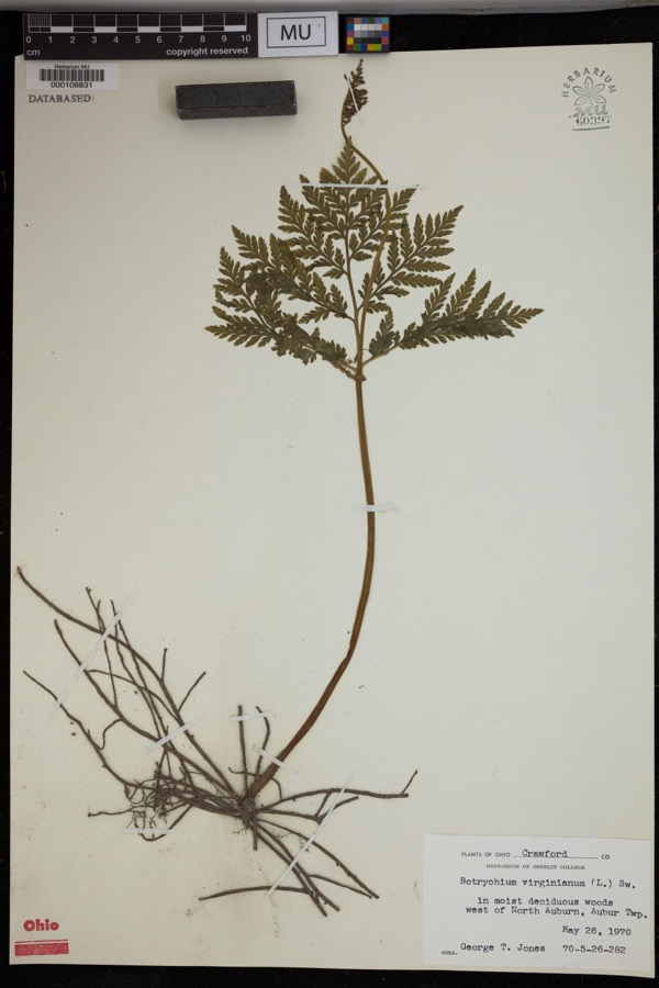 Specimen of Botrychium virginianum (L.) Sw.