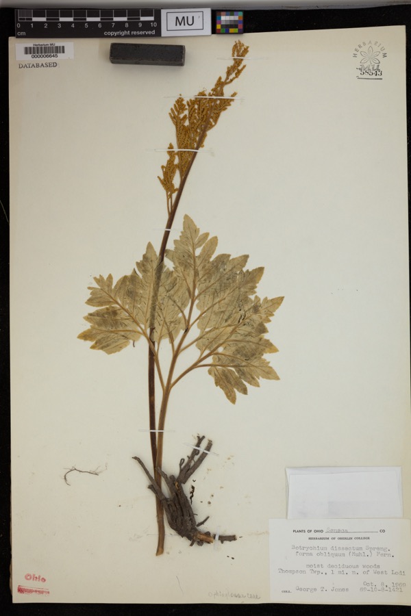 Specimen of Botrychium dissectum var. obliquum (Muhl.) Clute