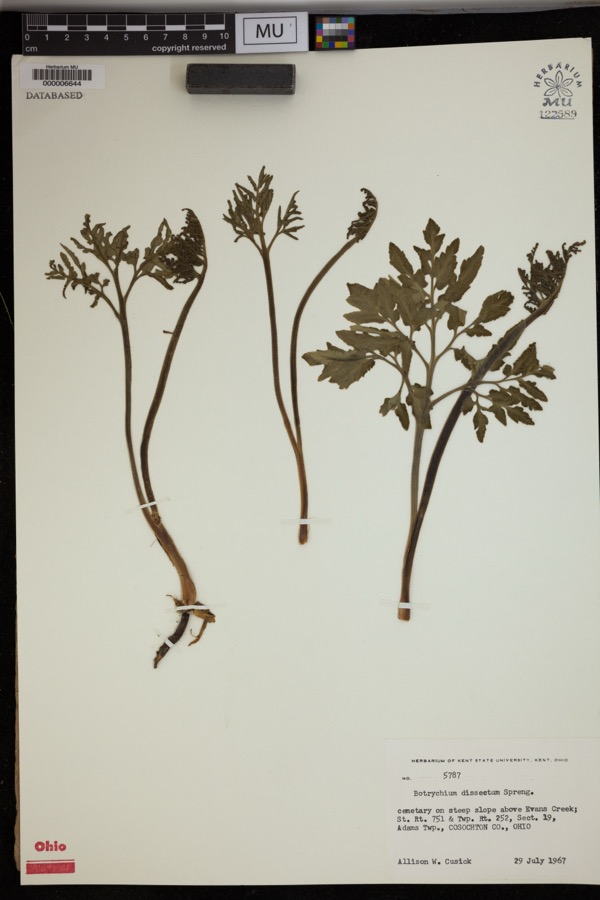 Specimen of Botrychium dissectum Spreng.