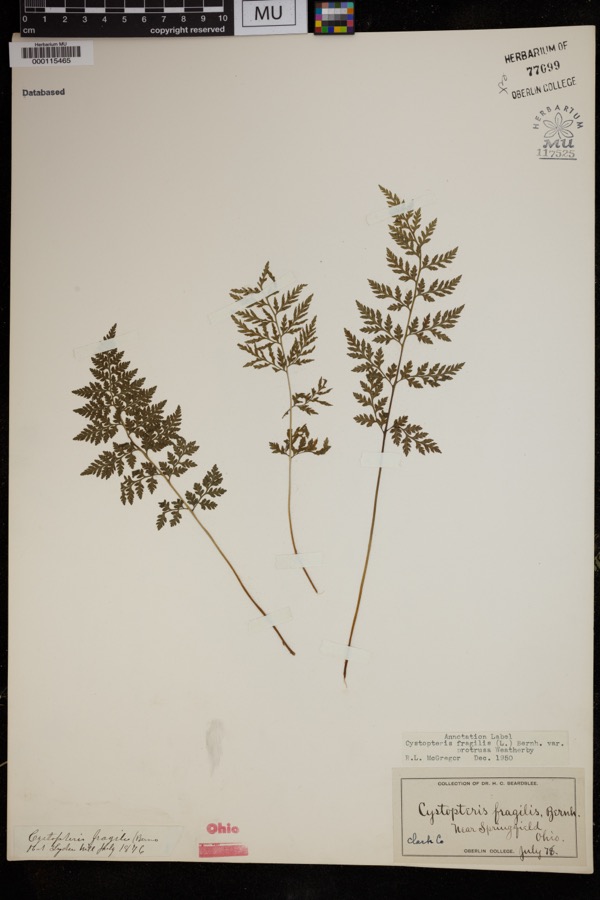 Specimen of Cystopteris protrusa (Weath.) Blasdell