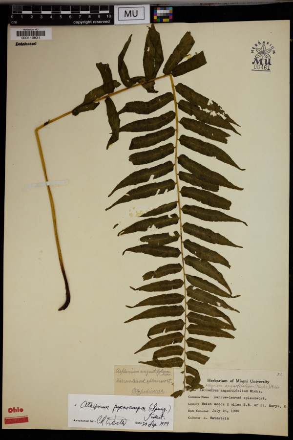 Specimen of Athyrium pycnocarpon (Spreng.) Tidestr.