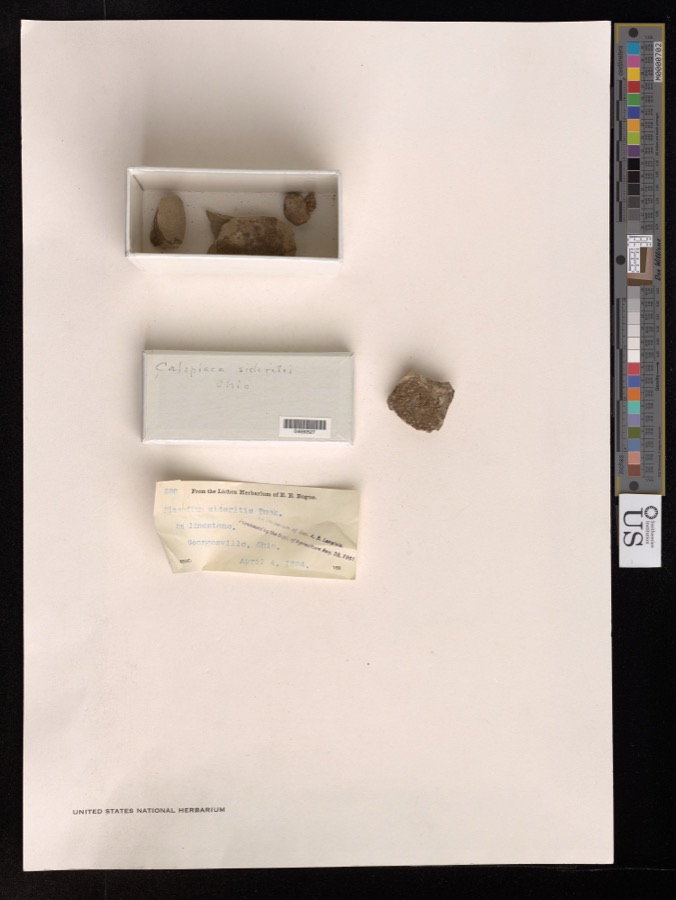 Specimen of Caloplaca sideritis (Tuck.) Zahlb.