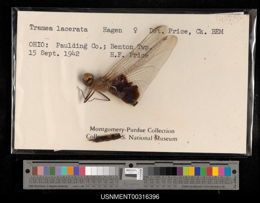 Specimen of Tramea lacerata Hagen, 1861