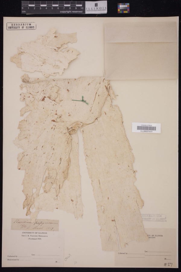 Specimen of Racodium E.M.Fries, 1829