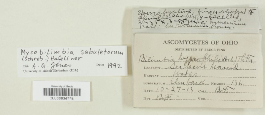 Specimen of Mycobilimbia sabuletorum (Schreb.) Hafellner
