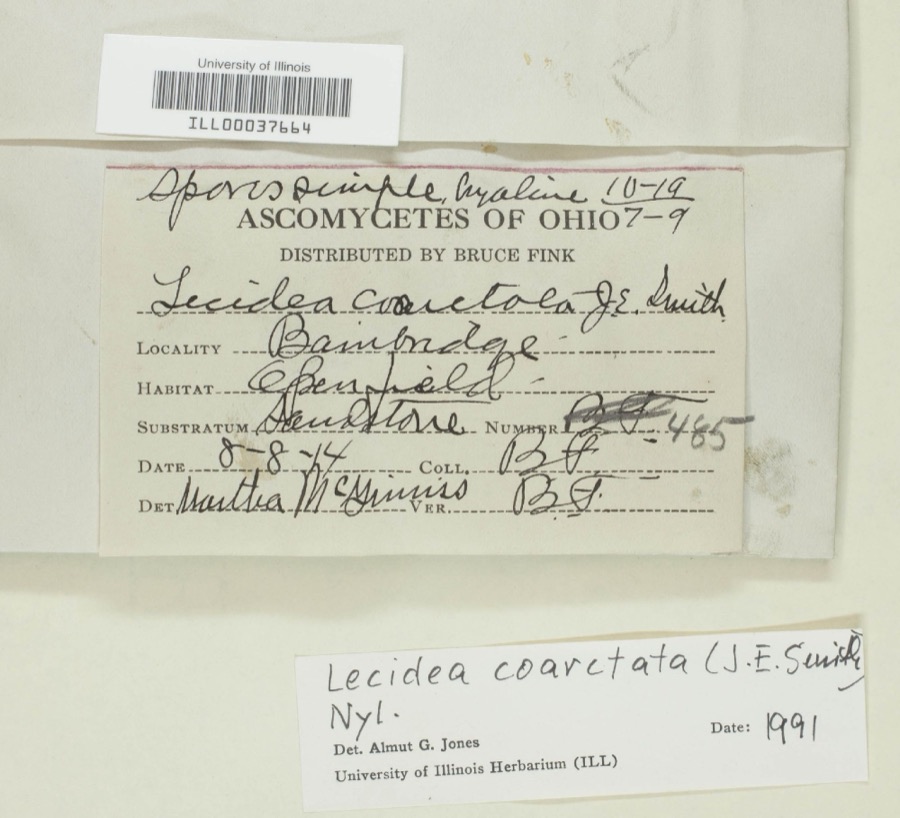 Specimen of Lecidea coarctata (Turner) Nyl.