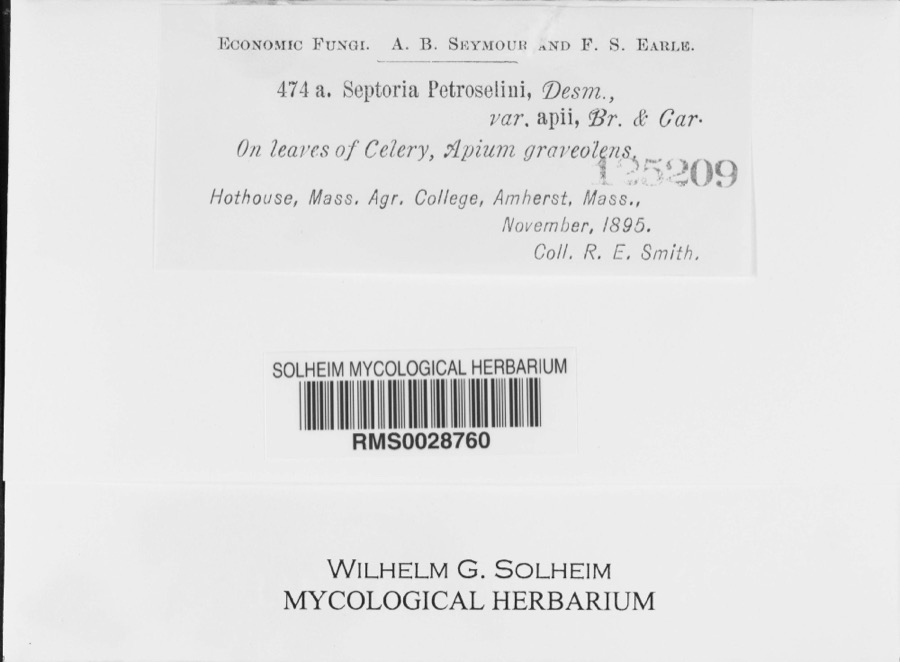Specimen of Septoria petroselini var. apii Briosi & Cavara, 1891